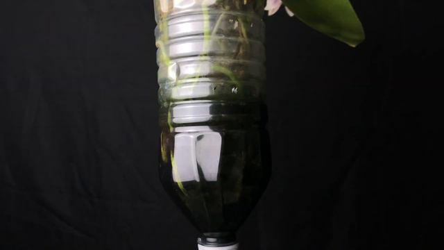 08/05/2022 紫色艳花蝴蝶兰Phalaenopsis speciosa смотреть онлайн