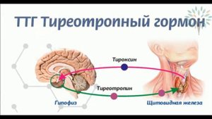 Отрывок вебинара о щитовидной железе доктор  Малко А.В.