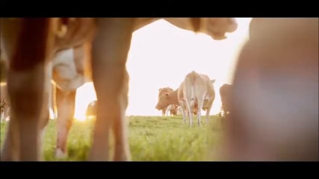 O'zimizniki commercial смотреть онлайн