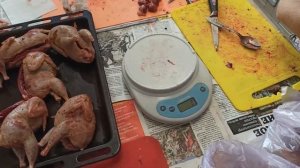 Техасский перепел. Забой самцов перепелов. Вес тушки перепела в 52 дня.