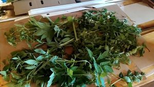 Засушивание трав для черепах на зиму