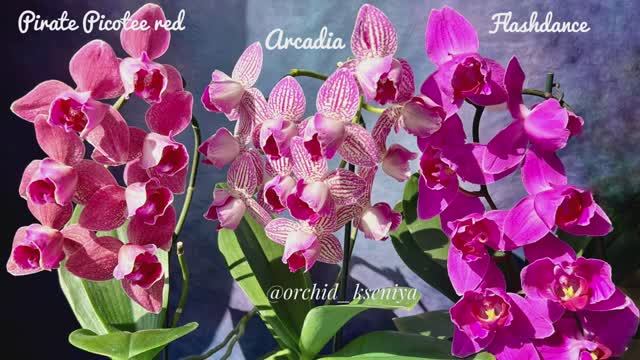 Пелоры: Pirate Picotee Red,Arcadia,Flashdance | Домашнее цветение фаленопсисов| Обзор сортов орхидей