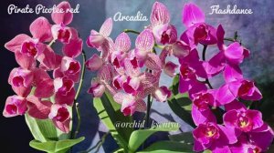 Пелоры: Pirate Picotee Red,Arcadia,Flashdance | Домашнее цветение фаленопсисов| Обзор сортов орхидей