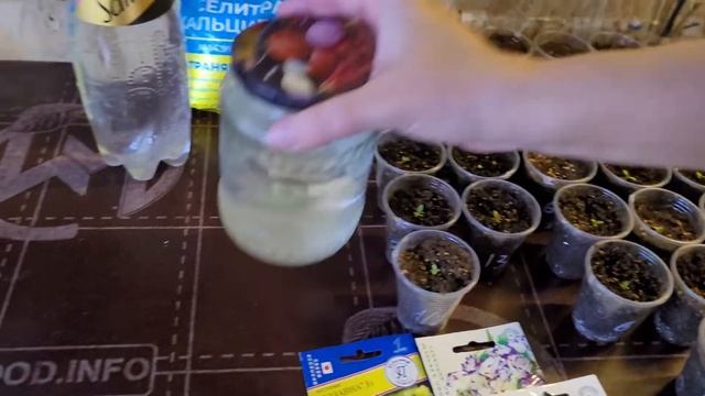 Подкормка эустомы. Обзор рассады. смотреть онлайн