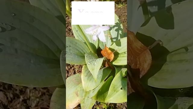 Хоста голубая (Hosta Blue)☘?