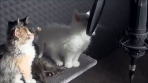 Милые песни кошек))