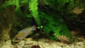 Wild Apistogramma panduro and fry