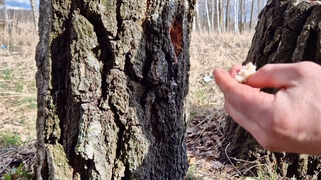 Сбор березового сока. Как правильно и качественно собрать берёзовый сок без вреда дереву. смотреть онлайн