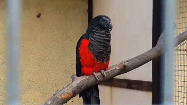 Орлиный попугай Pesquet's parrot смотреть онлайн