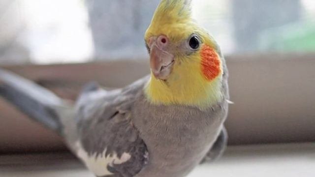 ?Все о кореллах | Питание | Содержание