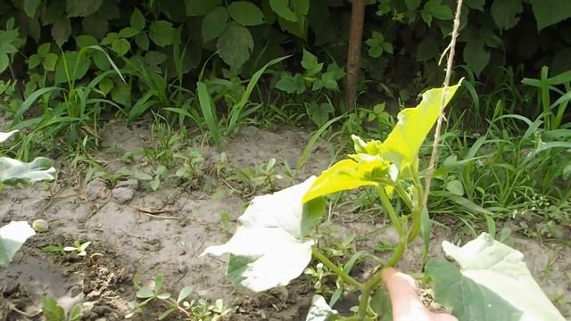 УХОД ЗА ОГУРЦАМИ ПИКИРОВАНИЕ ОГУРЦОВ смотреть онлайн