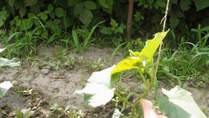 УХОД ЗА ОГУРЦАМИ ПИКИРОВАНИЕ ОГУРЦОВ