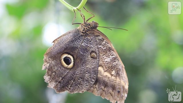 كاميرا كانون Canon EOS 80D | رأي رقمي смотреть онлайн