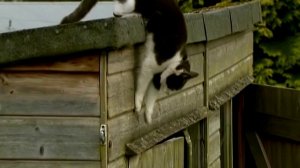 Кошки Кло-Хилл / Cats of Claw Hill. 3 серия - Соседский взгляд (2009)