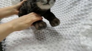 Реалистичный котенок своими руками🐾