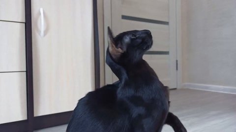 Ориентальная Кошка Против Птицы | Черный Ориентал