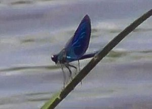 Красная книга, стрекоза Красотка-девушка, Calopteryx virgo