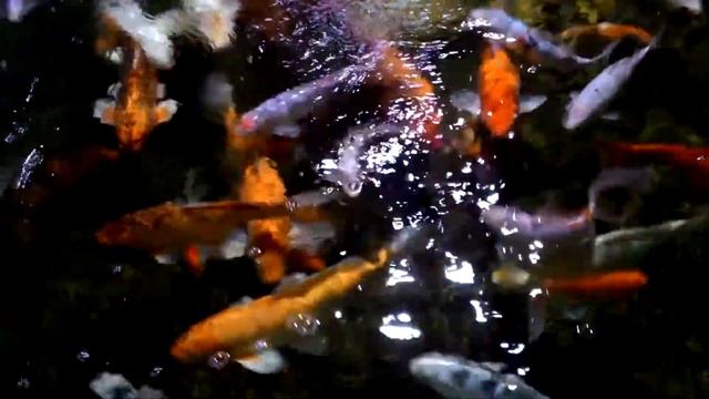 Доверчивые рыбки в пруду смотреть онлайн