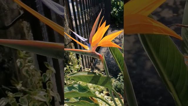 My Bird of Paradise plant blesses me with another spectacular flower!