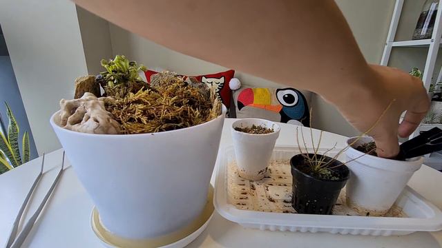 Making an Oroboros Themed Carnivorous Plants Open Terrarium смотреть онлайн