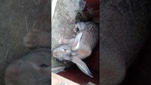 КРОЛИКИ. КОРМЛЕНИЕ МОЛОДНЯКА КРОЛИКОВ