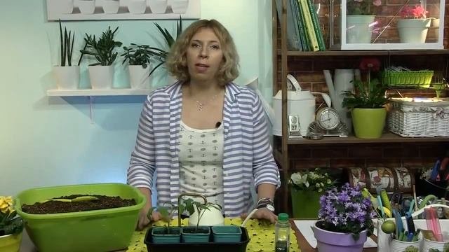 Интересные новинки томатов от агрофирмы АЭЛИТА