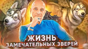 Жизнь замечательных зверей(Порода Хаски) Прыгает на гостей,выбегает из подъезда,тянет к собакам