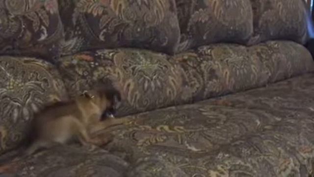 Brabancon play смотреть онлайн