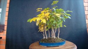 Бонсай роща (лес) из полевых клёнов Grove (forest) of field maples осень 2022 год