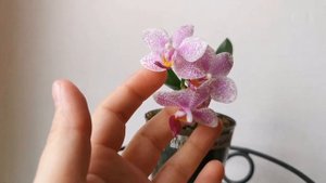 Phal. Hualien Pink Galaxy (орхидея фаленопсис Хуалиен Пинк Гэлэкси домашнее цветение)