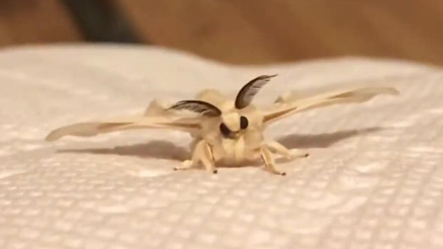 10 Weird Animals That Will Give You Chills! смотреть онлайн