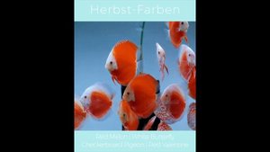 Каталог современных пород дискусов