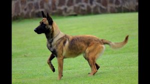 Бельгийский малинуа