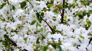 Ризван хем Альбина Х Исмэ эле жил