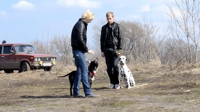 Кори.Третье занятие.Учимся ходить мимо собак. смотреть онлайн