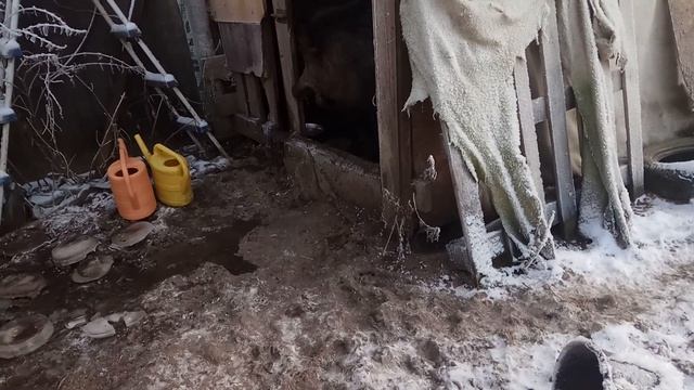 Дикий кабан Фунтик. Башка дикого кабана в 2 года.