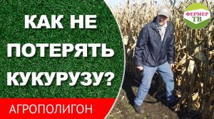 Как не потерять кукурузу?