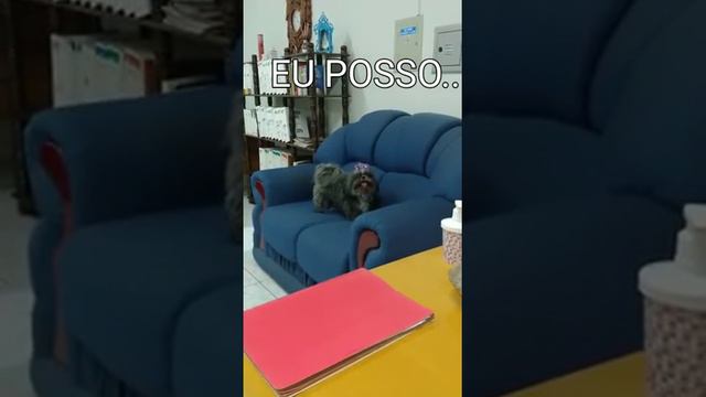 Momentos Caninos