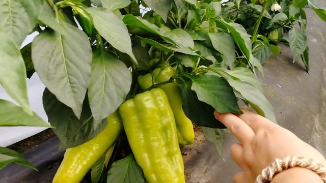 ОГРОМНЫЕ перцы и урожай с Али. Татьяна Пивкина смотреть онлайн