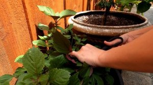 Lá Tía Tô - Vietnamese Perilla Harvesting (Perilla, Shiso, Beefsteak Plant)