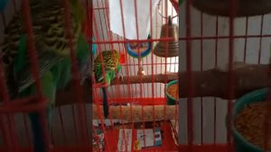 Попугай сломал лапу что делать?