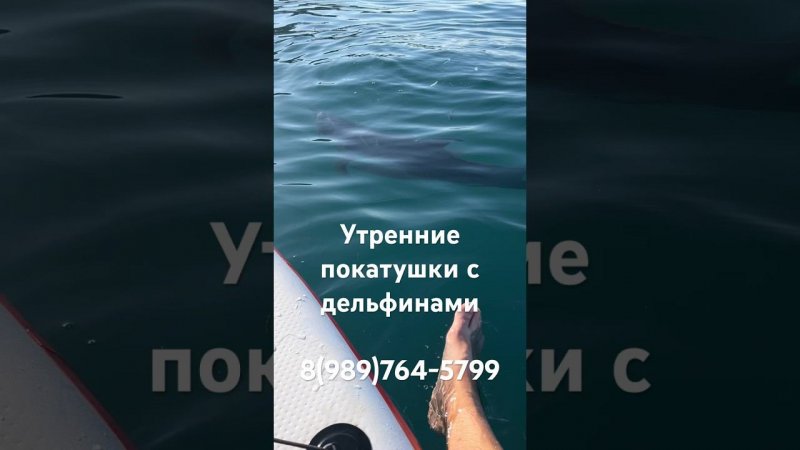 Утренние покатушки с дельфинами на Большом Утрише.  89897645799