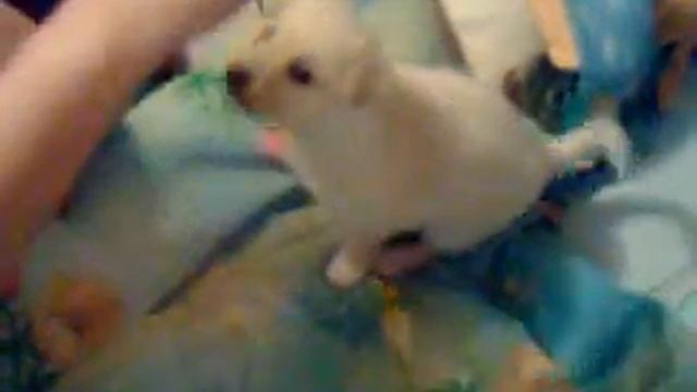 ЩЕНОК МИНИ ЛАБРАДОРА смотреть онлайн