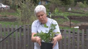 Голова садовая - ВАЖНО! Когда высаживать розы