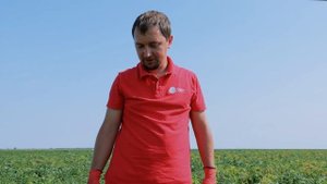 Ранний сорт картофеля Примабелль. Показываем результат на поле