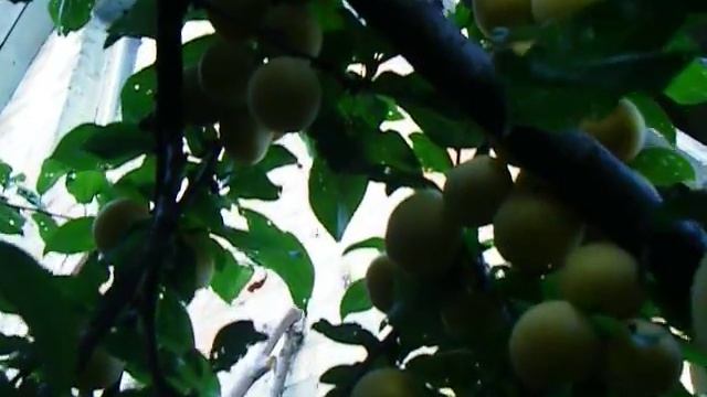 Алыча Урожай и размер как результат нормировки смотреть онлайн