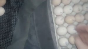 Бройлеры инкубация мой первый опыт птицеводство