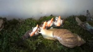 Почему улитка не откладывает кладку | Улитки ахатины ретикулята |