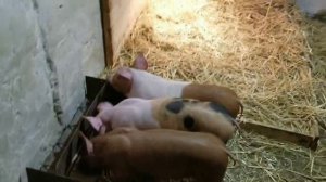 индюшка несёт яйца