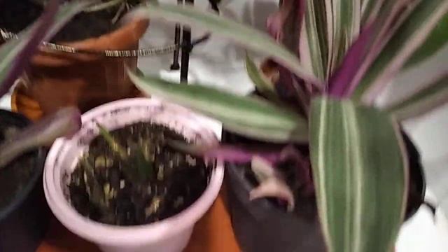 Мои комнатные растения на подоконнике / Как расставить больше домашних цветов на окне смотреть онлайн